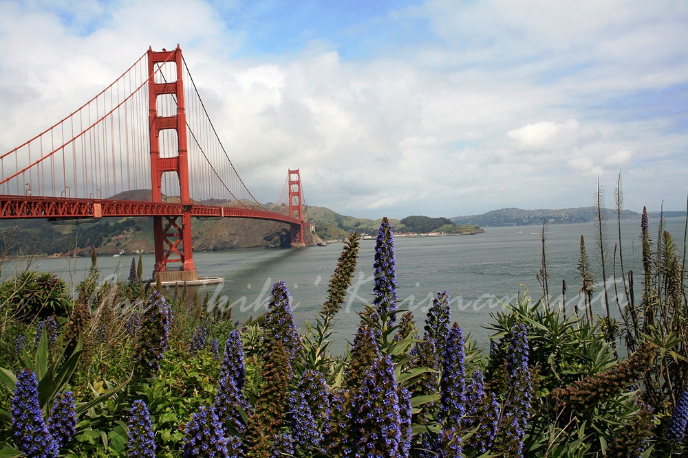 SF2bg--56 view from fort point