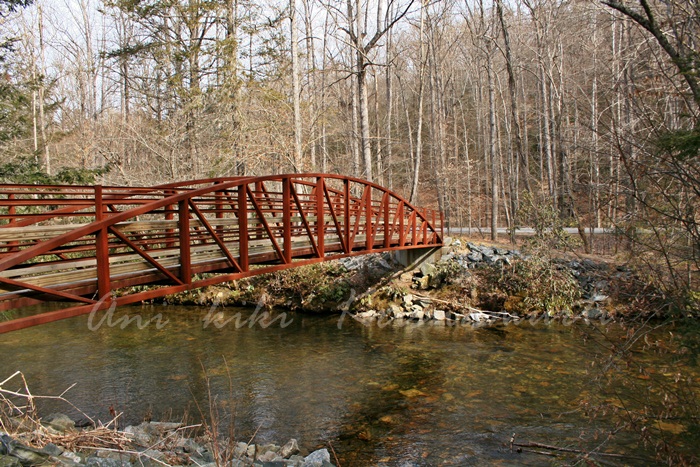 pisgah national forest
