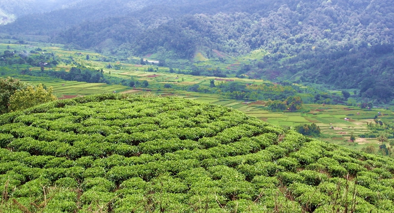 tea plantation- solok