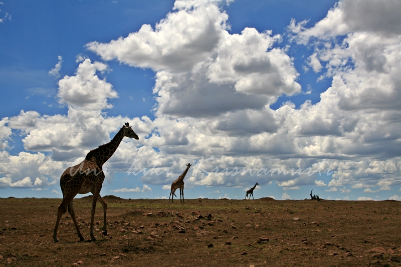 MAASAI MARA