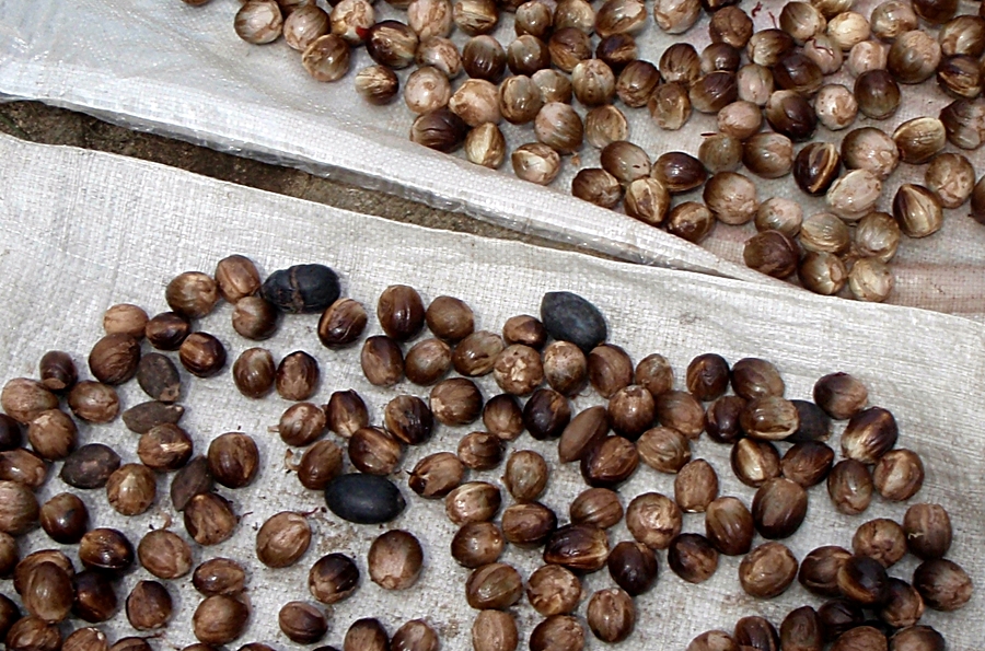 Banda Island, nutmeg