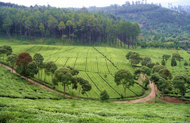 BANDUNG-pengalengan,tea plantation
