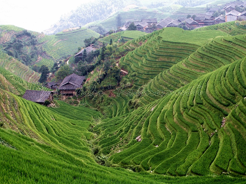 LONGJI TERRACES