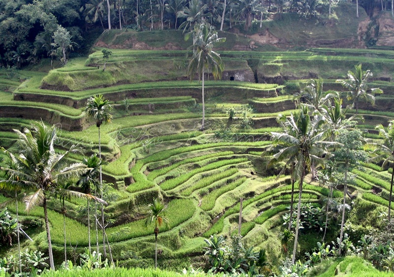 ubud-rice terraces