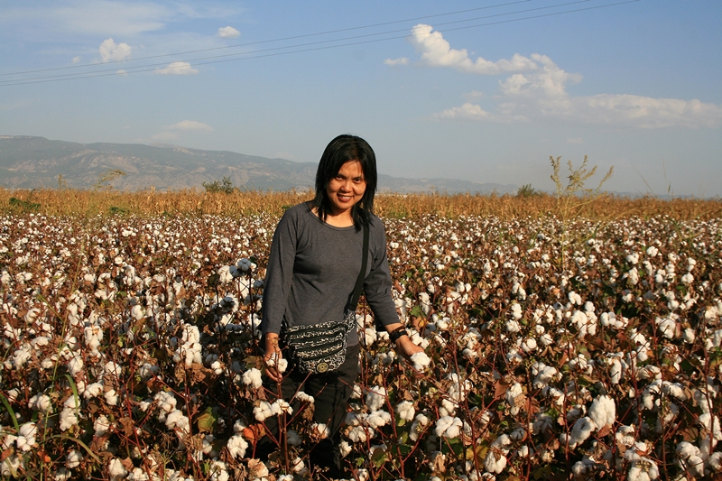 cotton fields