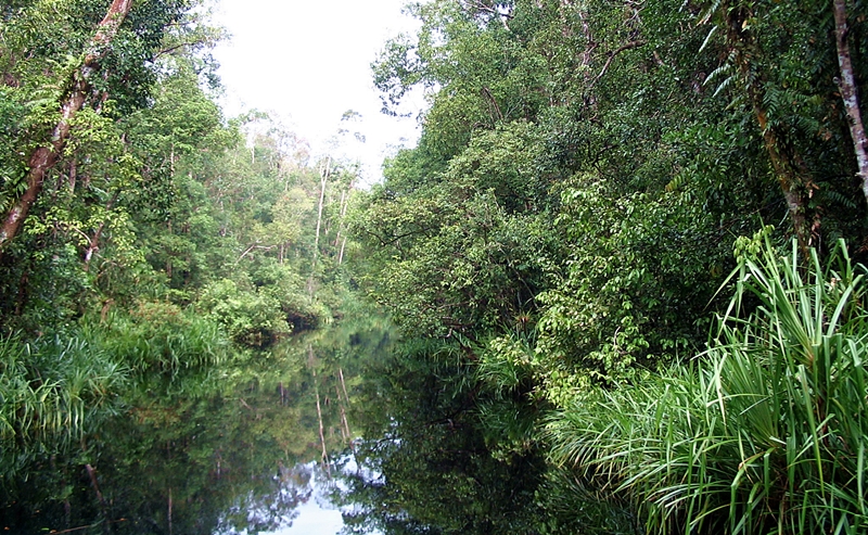 central kalimantan-tanjung puting national park
