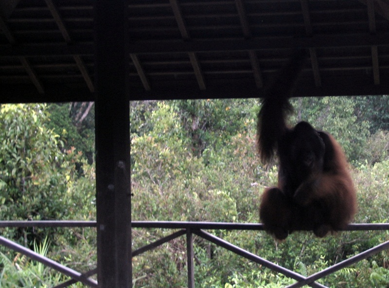 orang utan