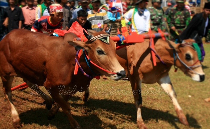 bangkalan, bull racing