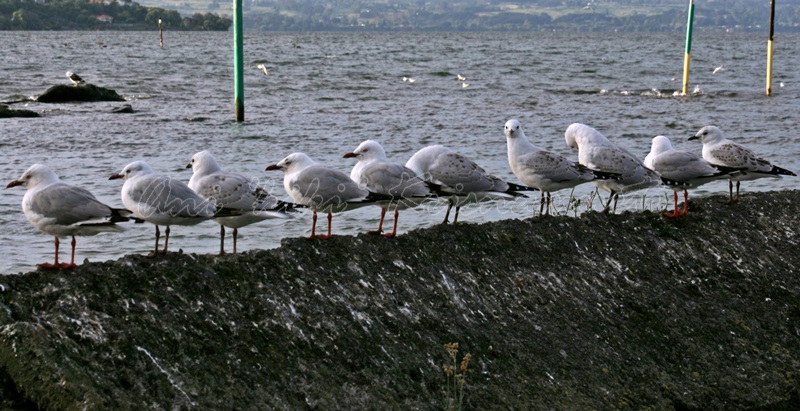 rotorua, new zealand