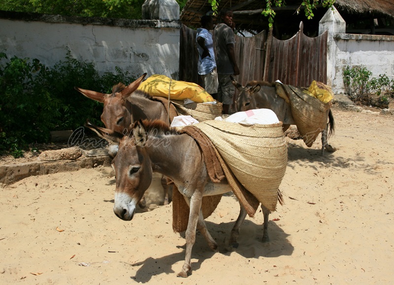 lamu, kenya
