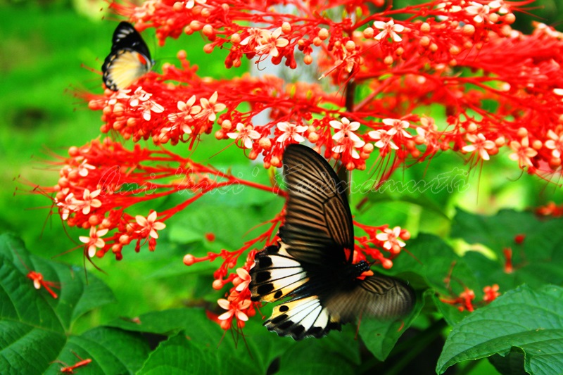 east java, Indonesia